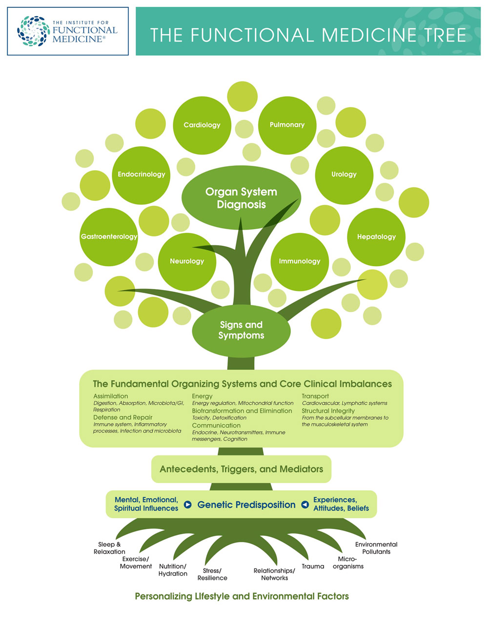 The functional medicine tree